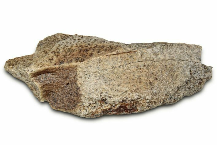 Fossil Tyrannosaur (T rex) Bone Section - Wyoming #352761